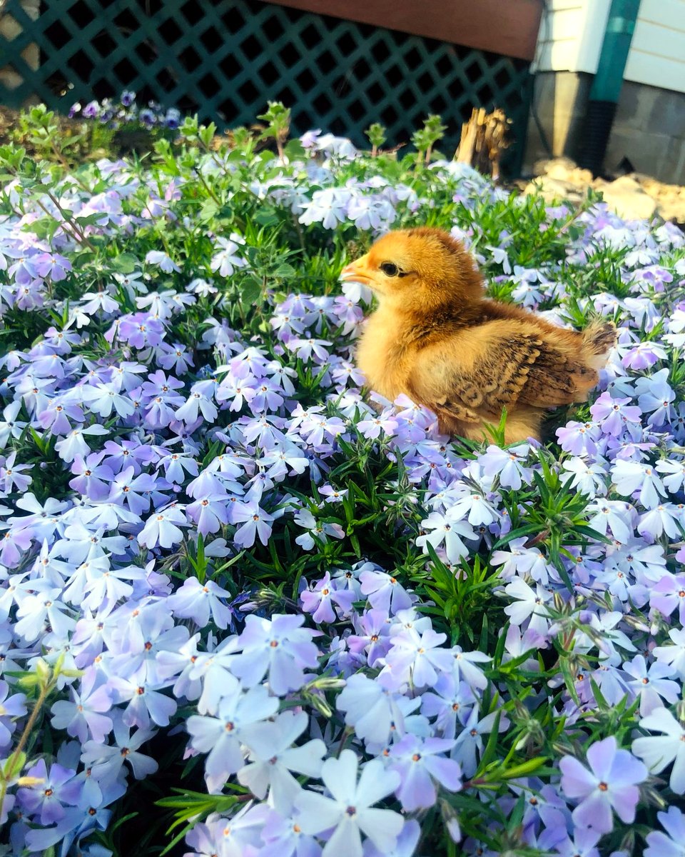 Baby chick standing in blooming phlox on a Tennessee homestead