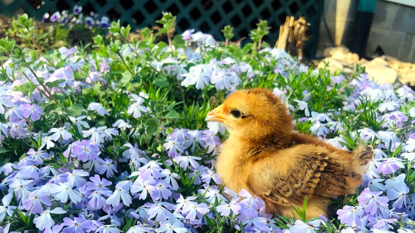 Baby chick standing in blooming phlox on a Tennessee homestead, wide view