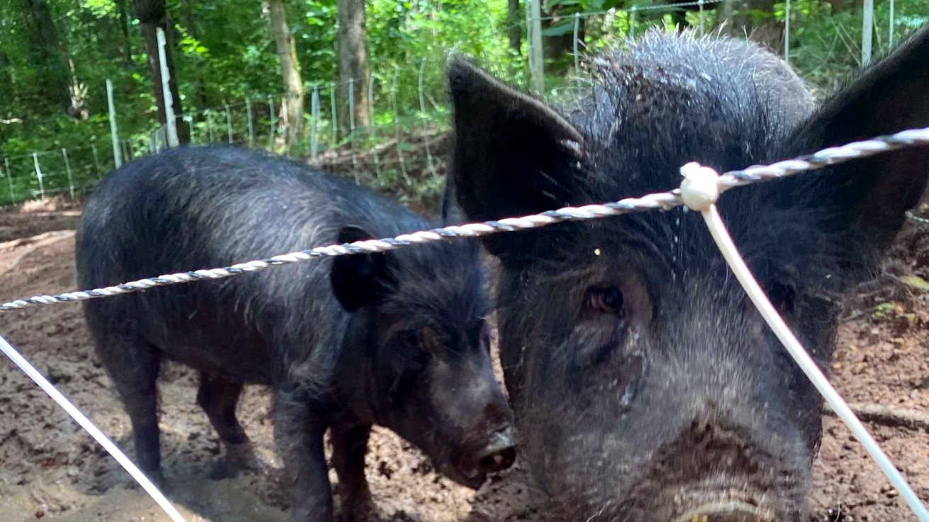 Black pigs behind electric netting in the woods paddock